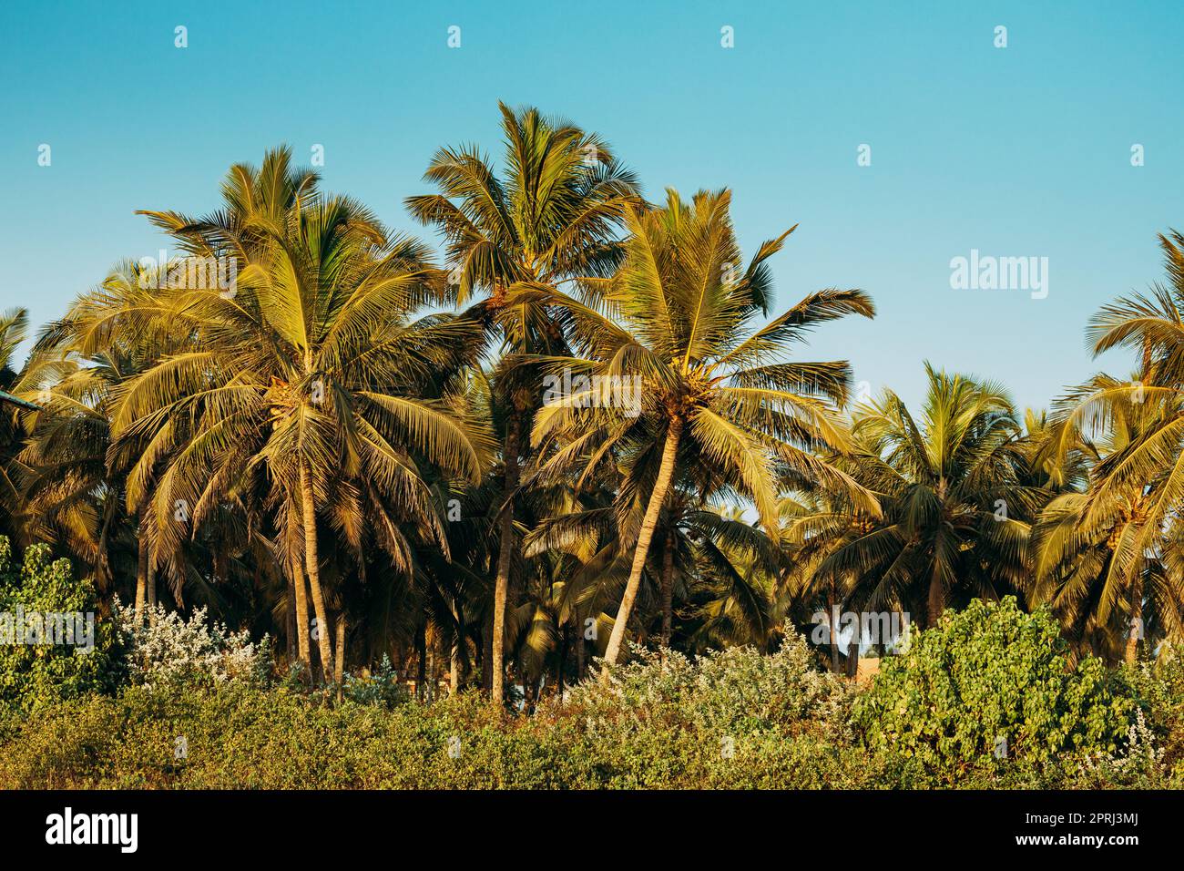 Goa, India. Coconut Trees Palms Among Other Greenery In Sunny Day Stock Photo