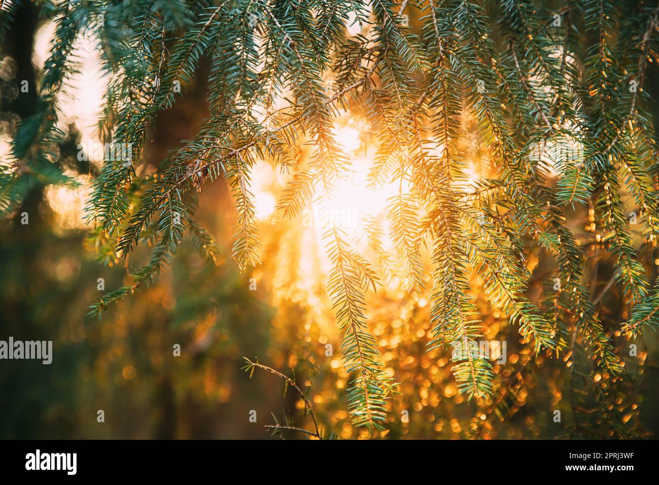 Beautiful Sunset Sunrise In Sunny Autumn Summer Pine Forest. Sunshine Through Woods. Close Up Of Pine Branches With Needles Stock Photo