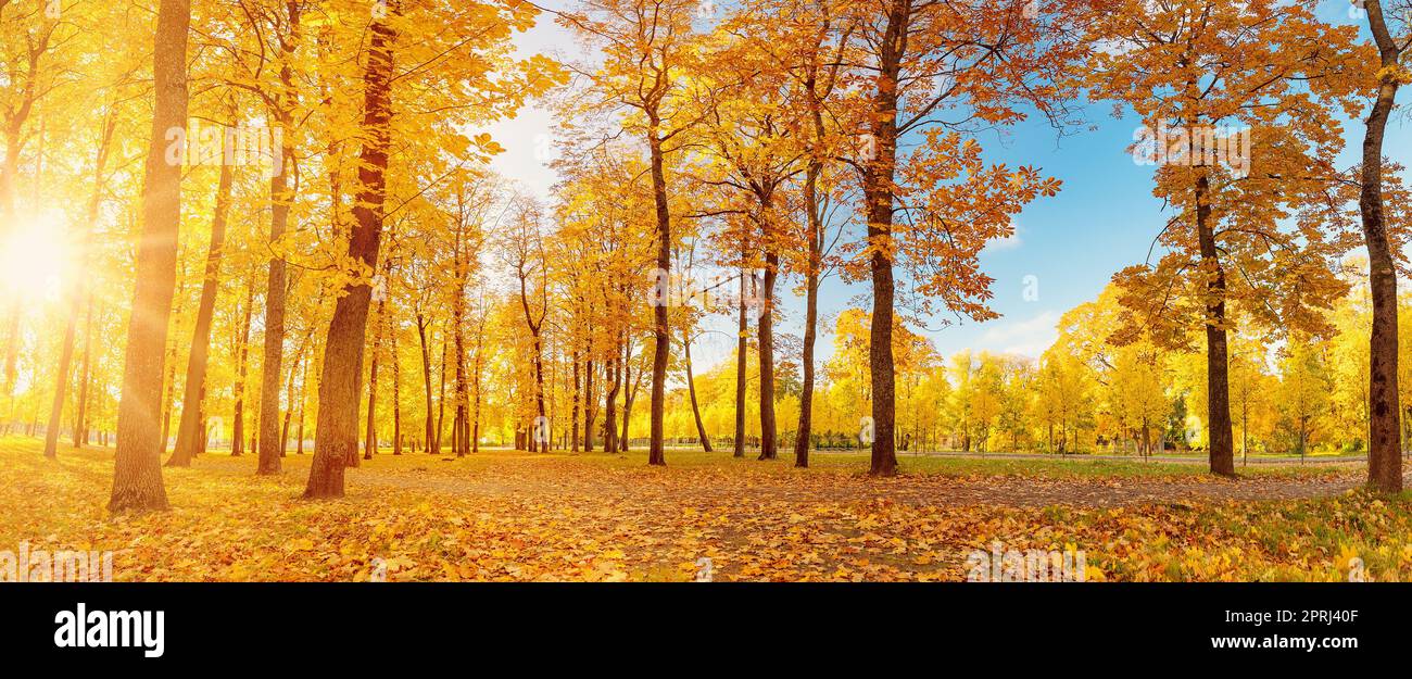 Beautiful scenery autumnal trees in hi-res stock photography and images ...