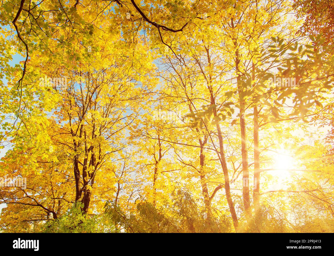 Sunshine park hi-res stock photography and images - Alamy