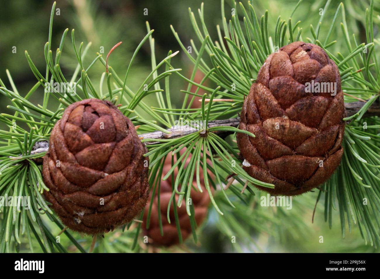 Pine cones close-up on a branch with green pine needles. Natural background Stock Photo