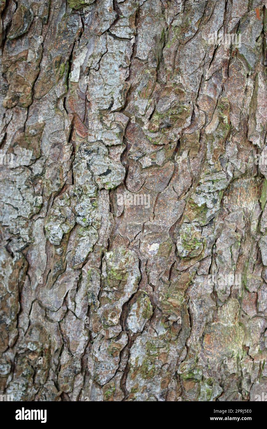 Horse chestnut tree bark in close up Stock Photo Alamy