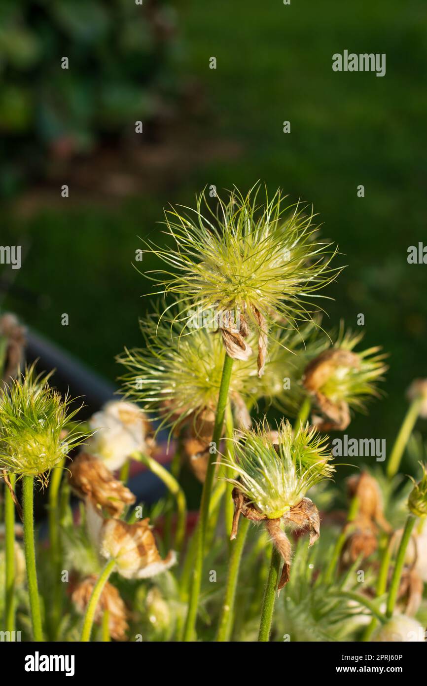 Faded Pasqueflower Pulsatilla Vulgaris alba flowers seeds with dewdrops Stock Photo
