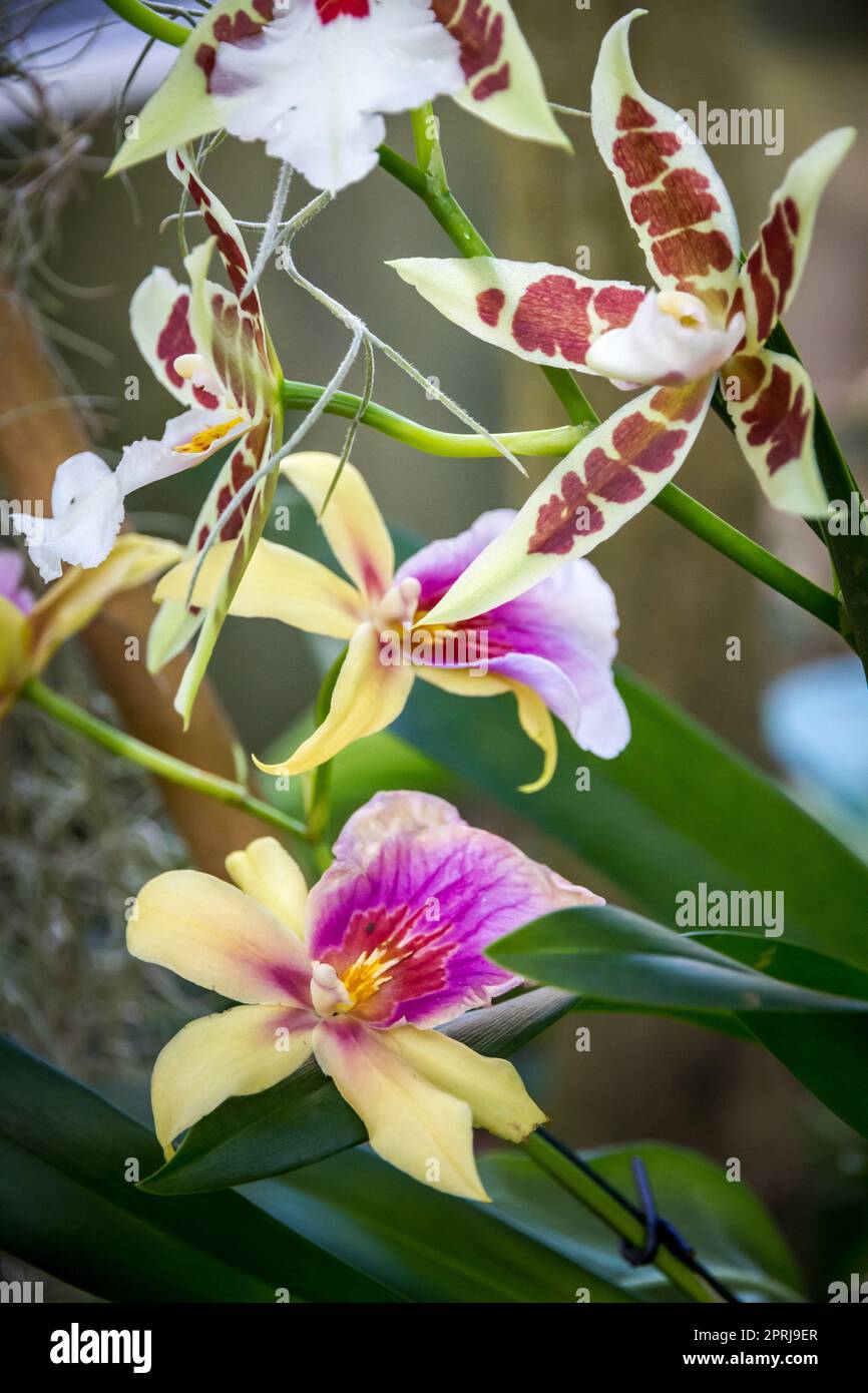 Orchid flower, colorful cymbidium Stock Photo