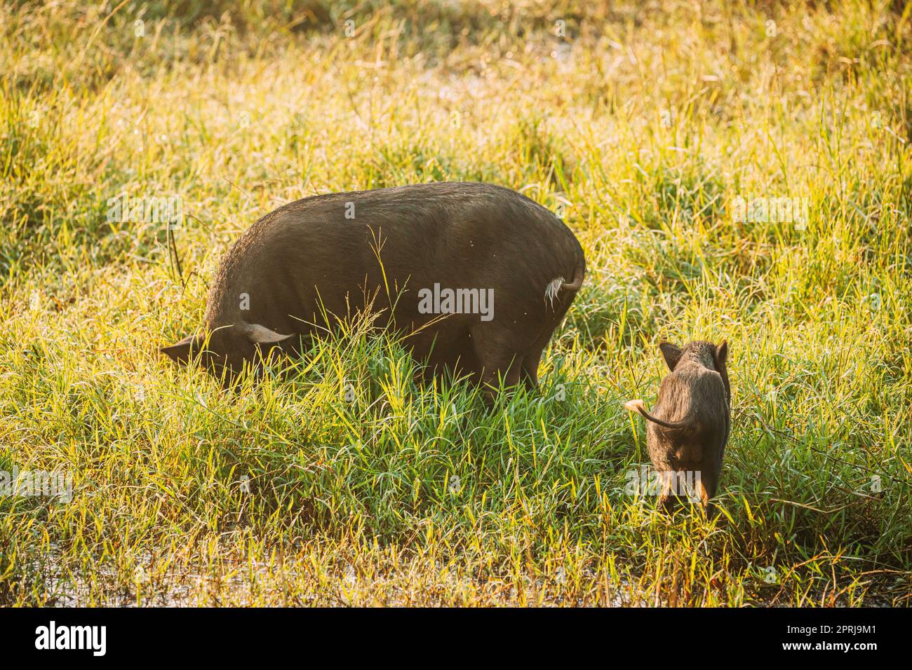 Big And Small Household Black Pigs Looking For Food In Fresh Green Grass In Farm. Pig Farming Is Raising And Breeding Of Domestic Pigs. Stock Photo