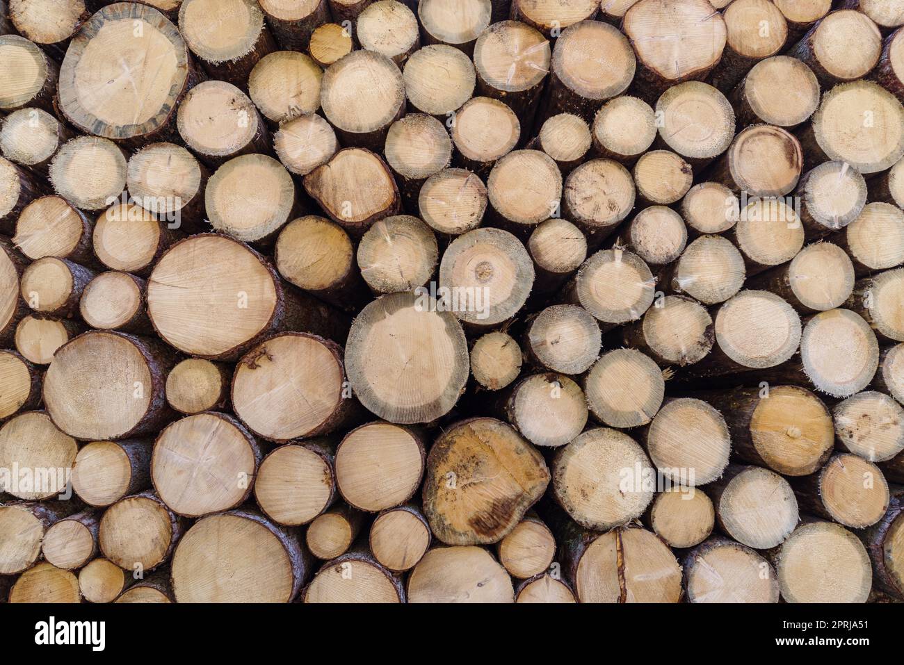 Stackly Logs Stacking logs in forest hi-res stock photography and images - Alamy
