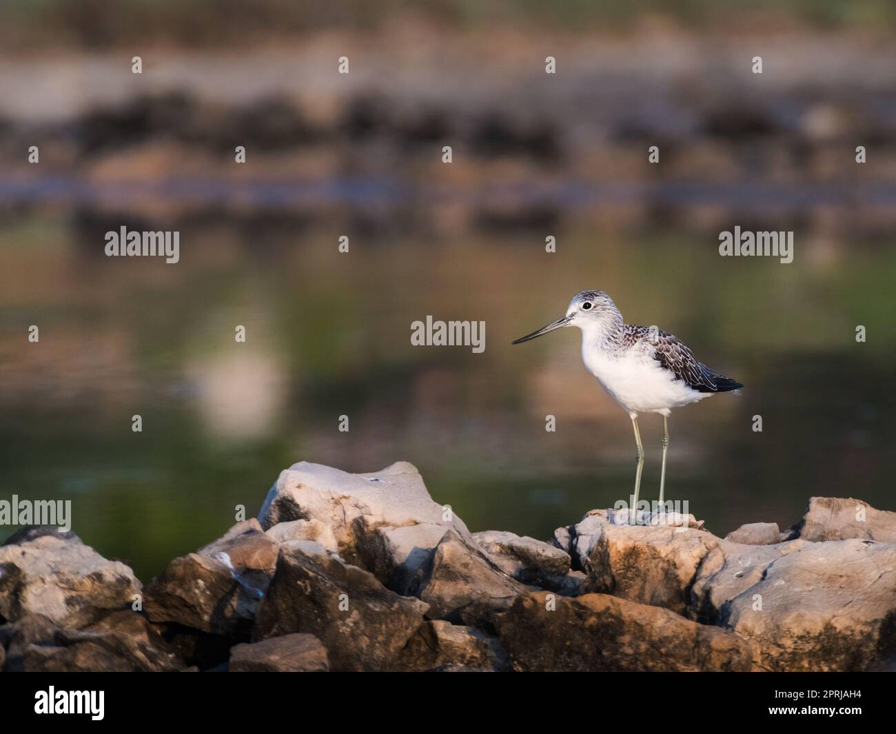 Green Sandpiper (Tringa ochropus) is a small Wader Shorebird of the Old World. Bird Wading in Shallow Water of Wetland during Migration. Wildlife Scene of Nature in Europe. Stock Photo