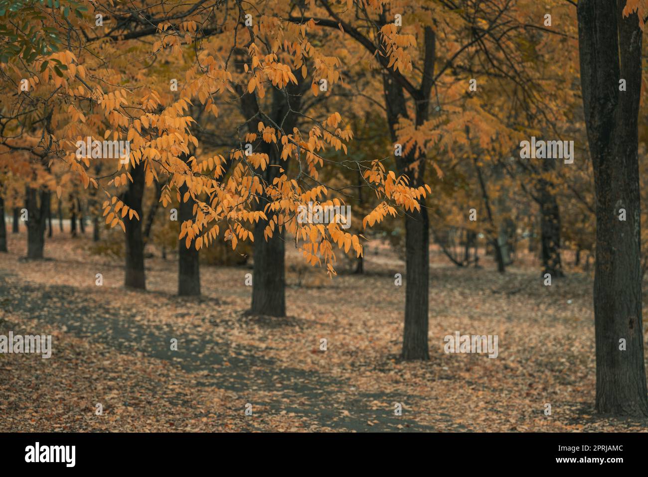 Autumn park in cloudy weather, yellow leaves on the trees Stock Photo