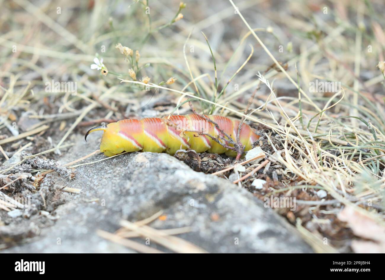 Privet Hawk Moth - Sphinx ligustri - Caterpillar, rare yellow variant burying itself in the earth and preparing to become a pupa Stock Photo