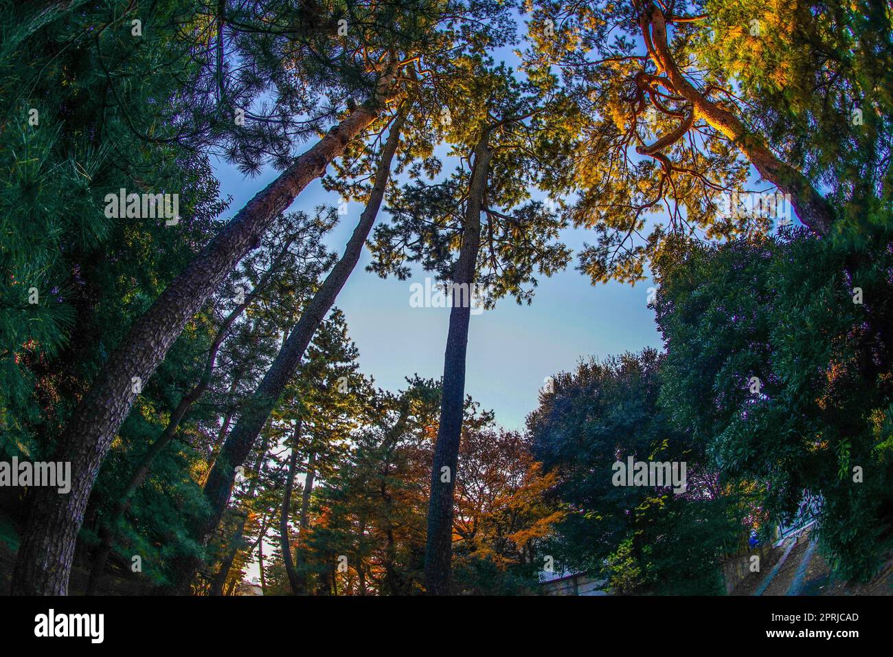 Autumn leaves of Setagaya Castle Ruins Stock Photo