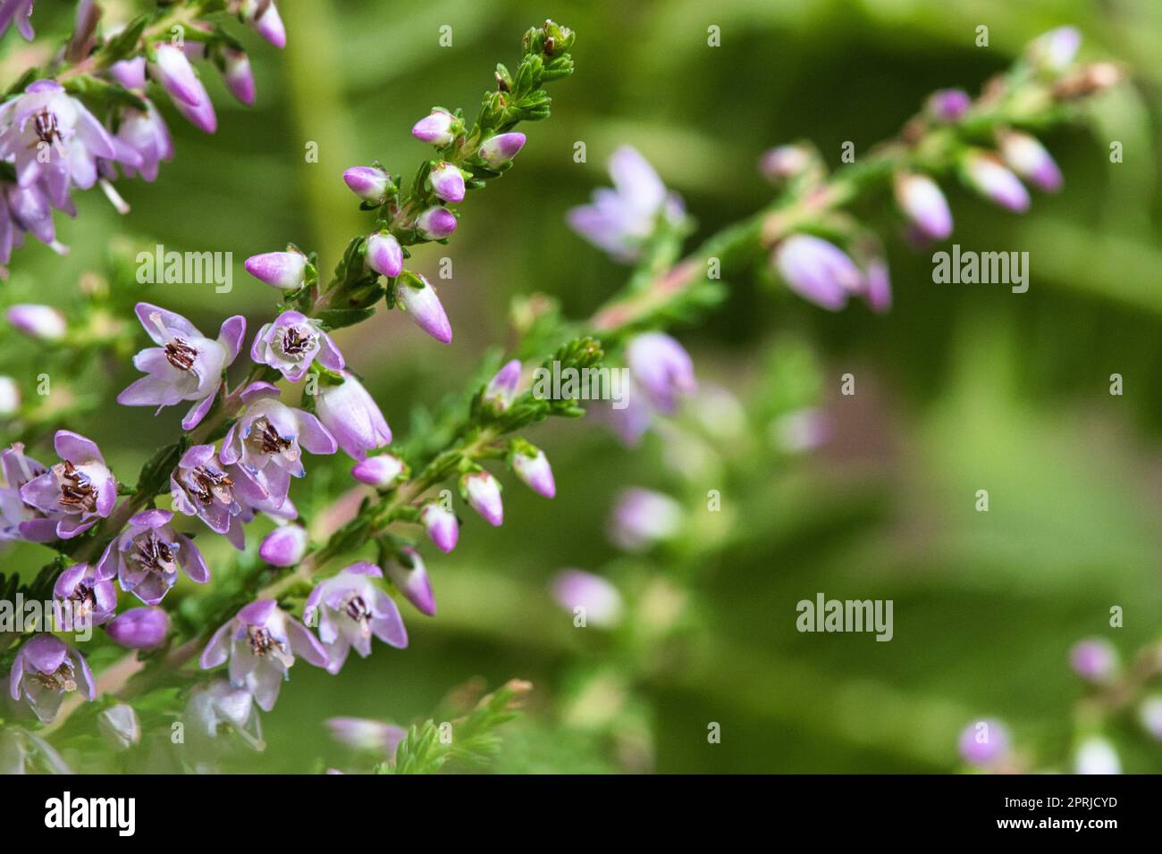 Heather. Branches with fine filigree purple flowers. Dreamy. Blurred background. Stock Photo