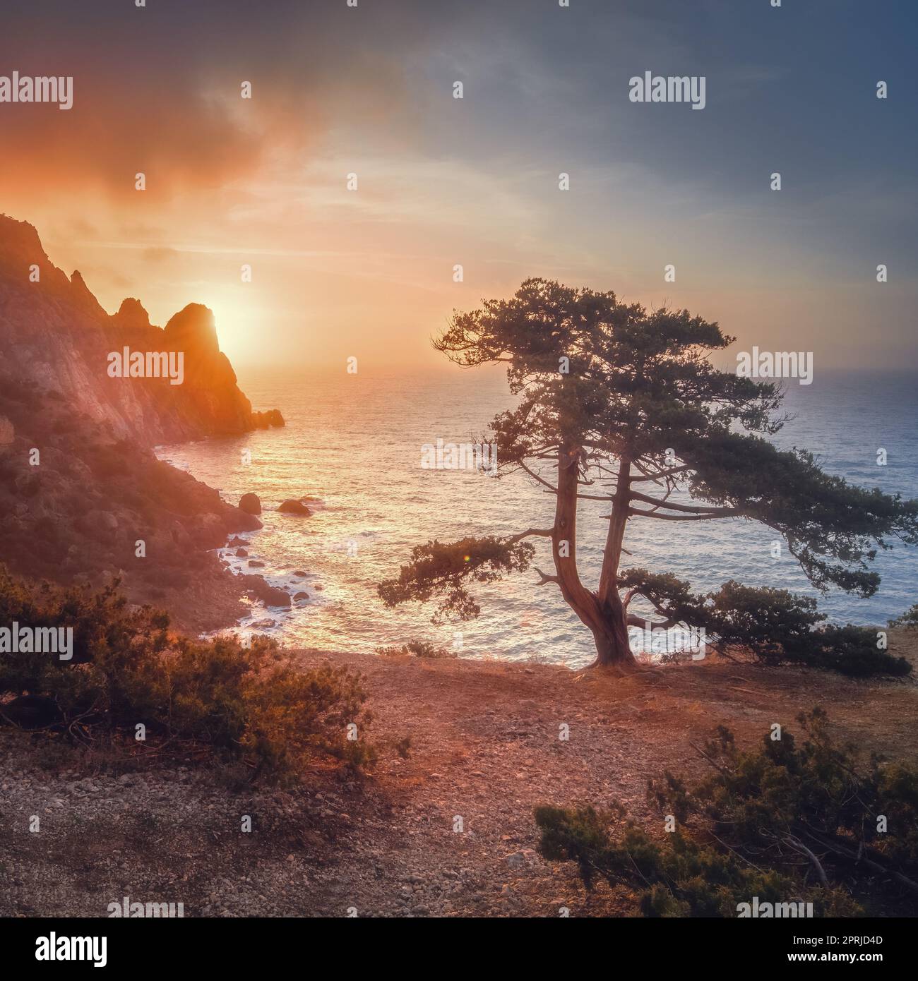 Sunset Rocks Trees Amazing tree growing out of the rock at sunset. Colorful landscape with ...