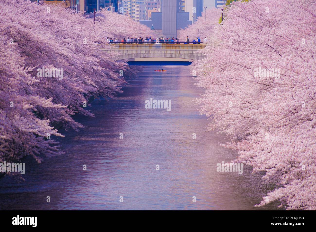Cherry blossoms in Meguro River in full bloom Stock Photo - Alamy