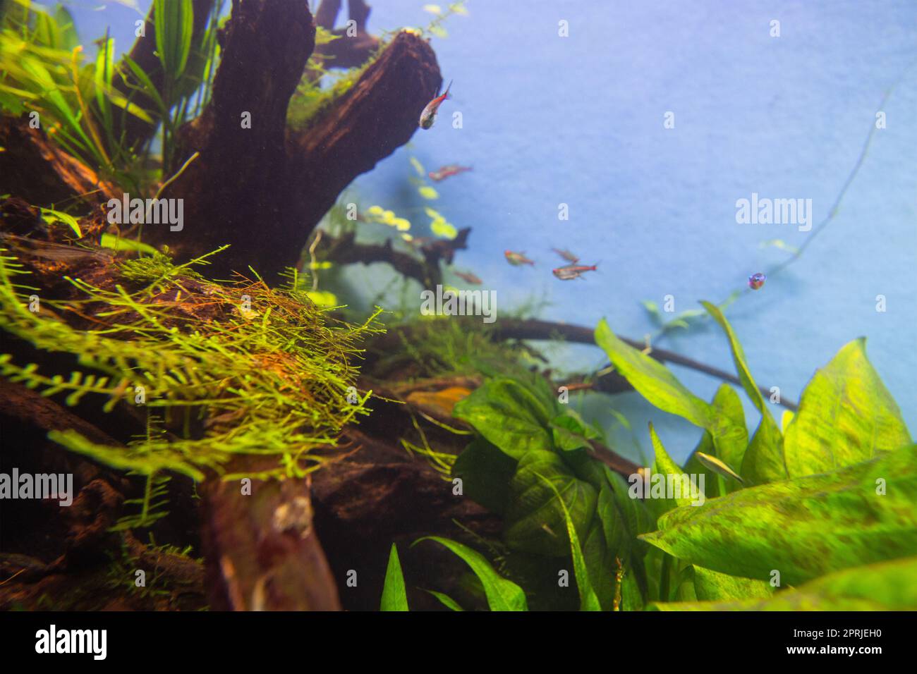 Fish and the reef water tank Stock Photo Alamy