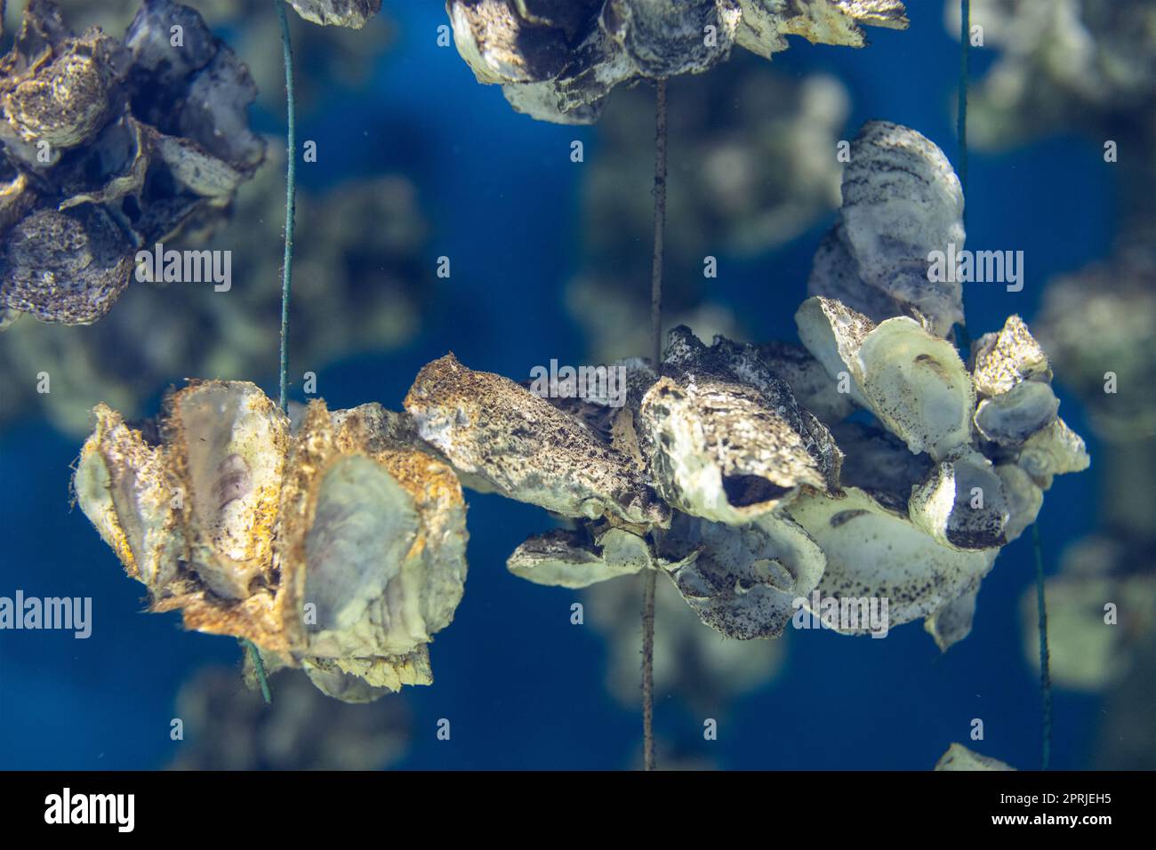 Aquaculture of the oyster under the sea Stock Photo Alamy