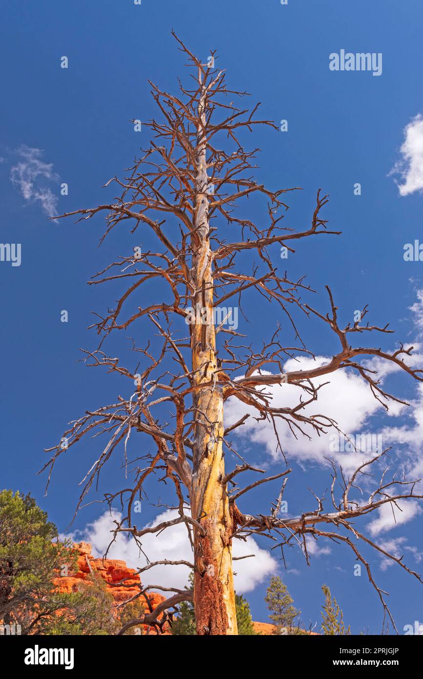 Pine tree life cycle hi-res stock photography and images - Alamy