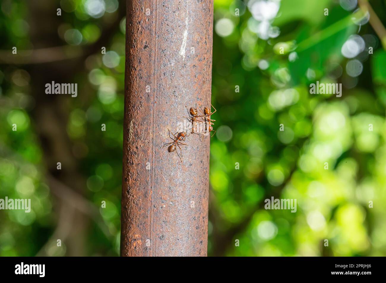 The red ants walking on an iron pole on a nature background. Stock Photo