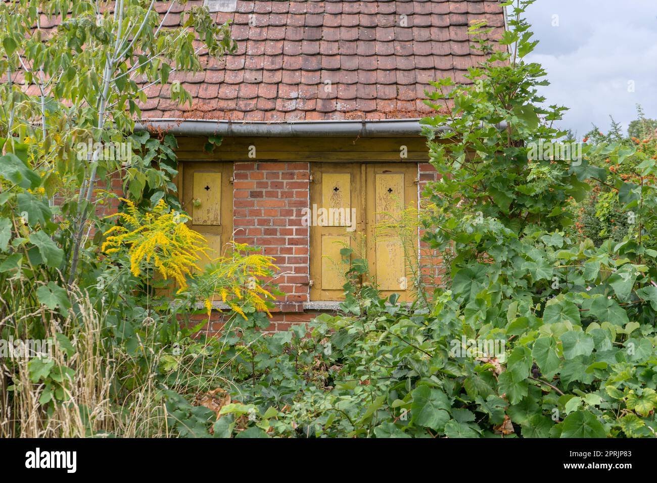 Old, abandoned, overgrown, small house Stock Photo