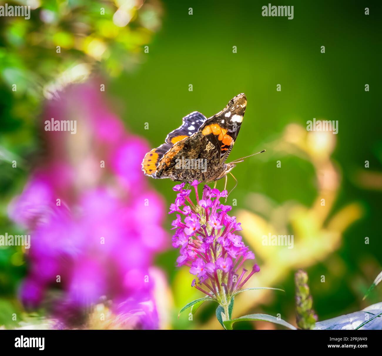 Macro of an admiral butterfly collecting nectar at a budleja blossom Stock Photo