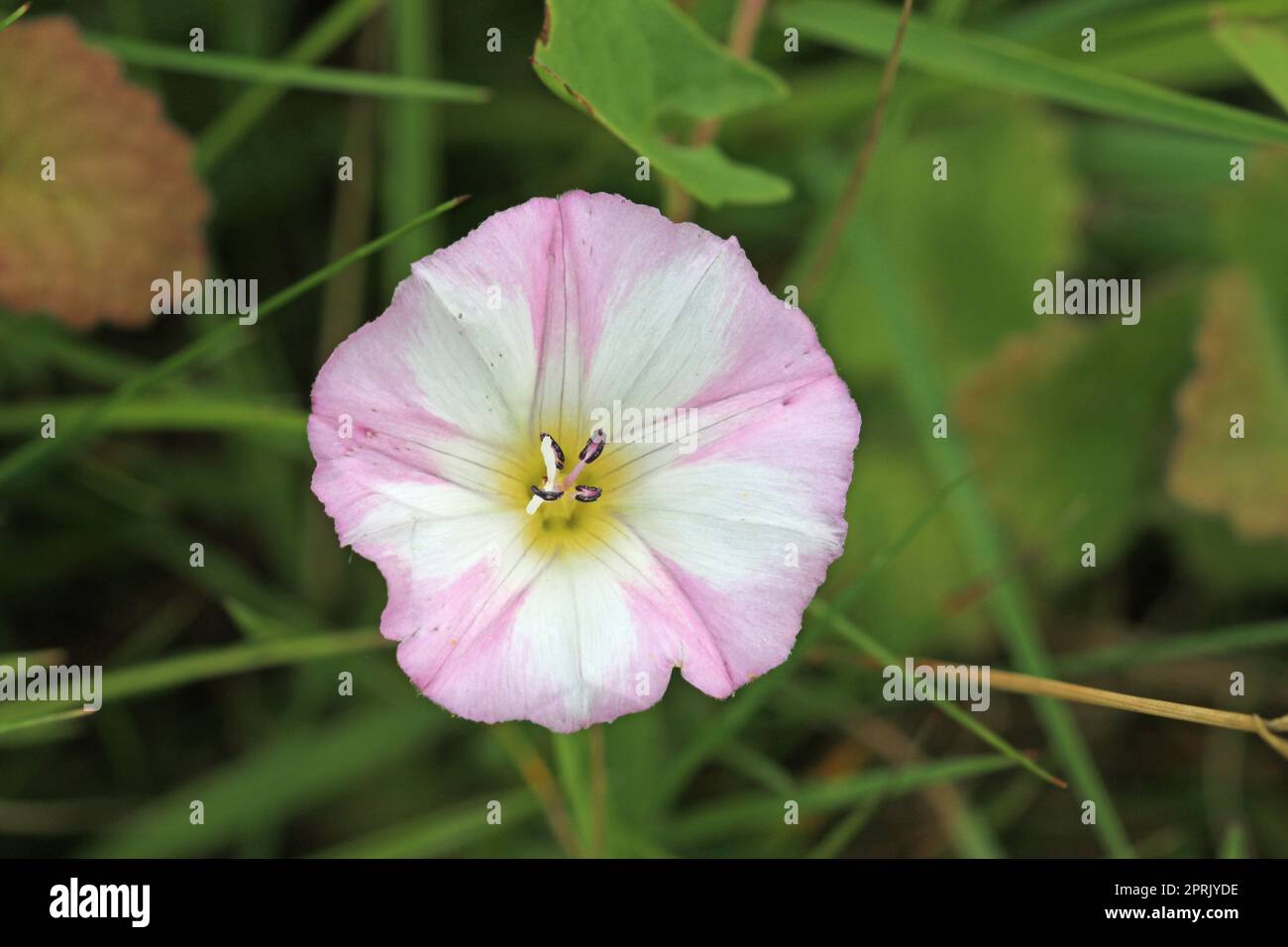 Field bindweed, Convolvulus arvensis, pink and white flower in close up with a blurred background of grass and leaves. Stock Photo