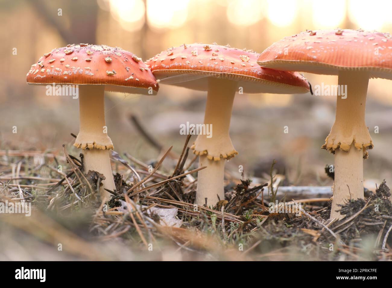 Toadstool at the bottom of a coniferous forest in the woods. Poisonous ...