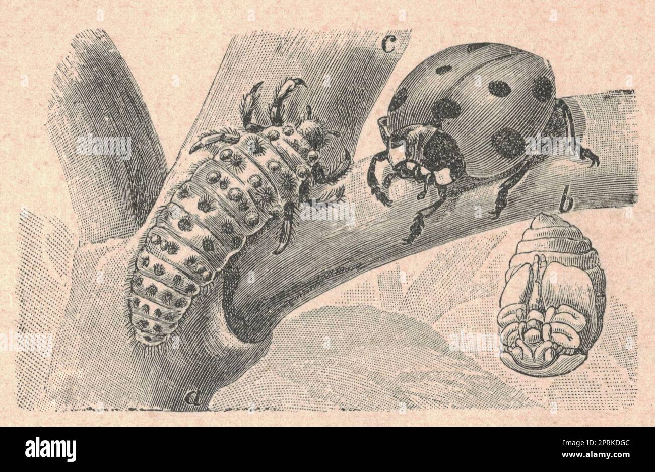 Antique engraved illustration of the seven-spot ladybird. Vintage illustration of the seven-spotted lady beetle. Old engraved picture of the ladybird. Stock Photo