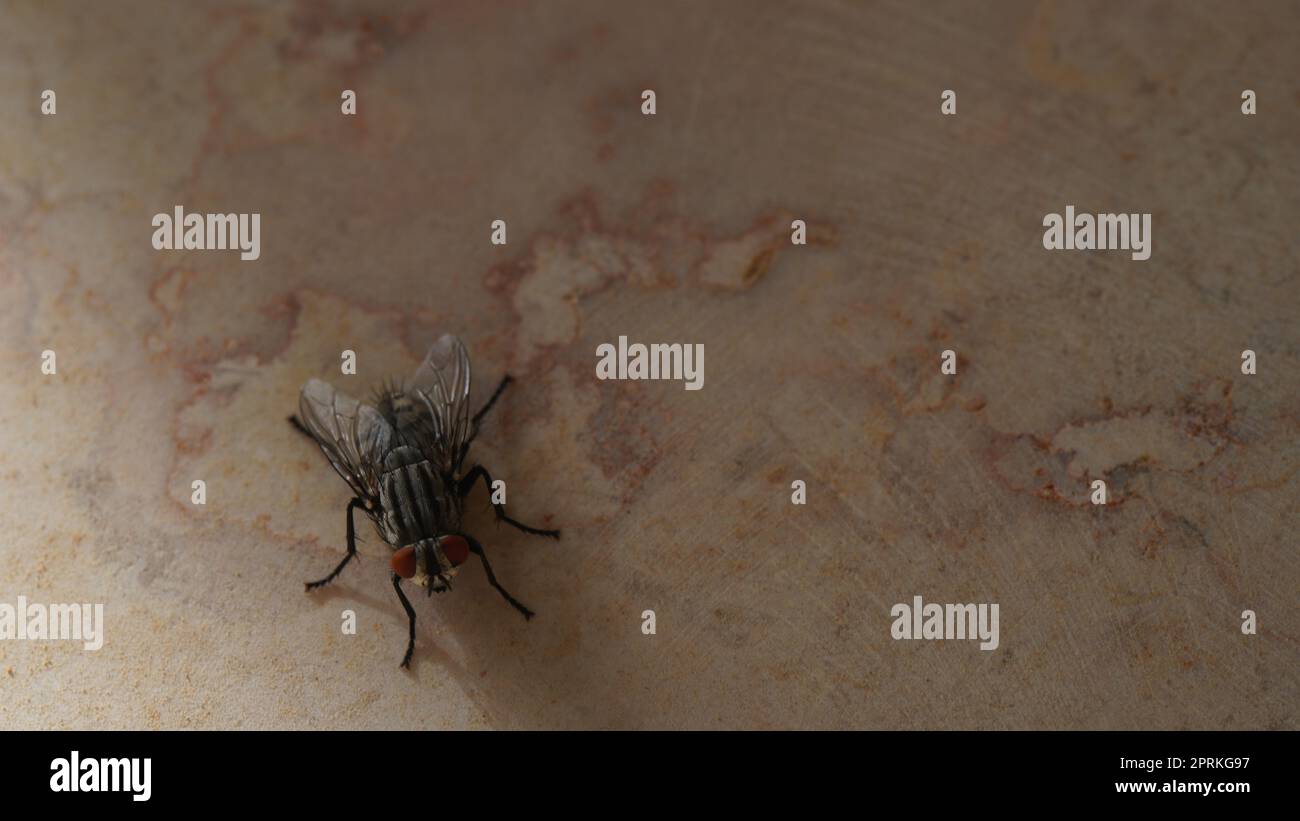 House fly camera online