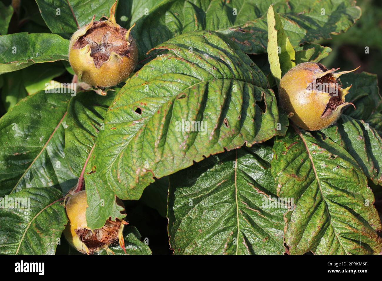 Ripe medlar, Mespilus germanica, fruits on a tree with leaves blurred as the background. Stock Photo