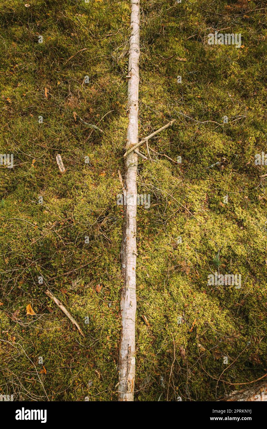 Fallen Old Pine Tree Trunk. Windfall In Forest. Storm Damage. Fallen Tree In Coniferous Forest