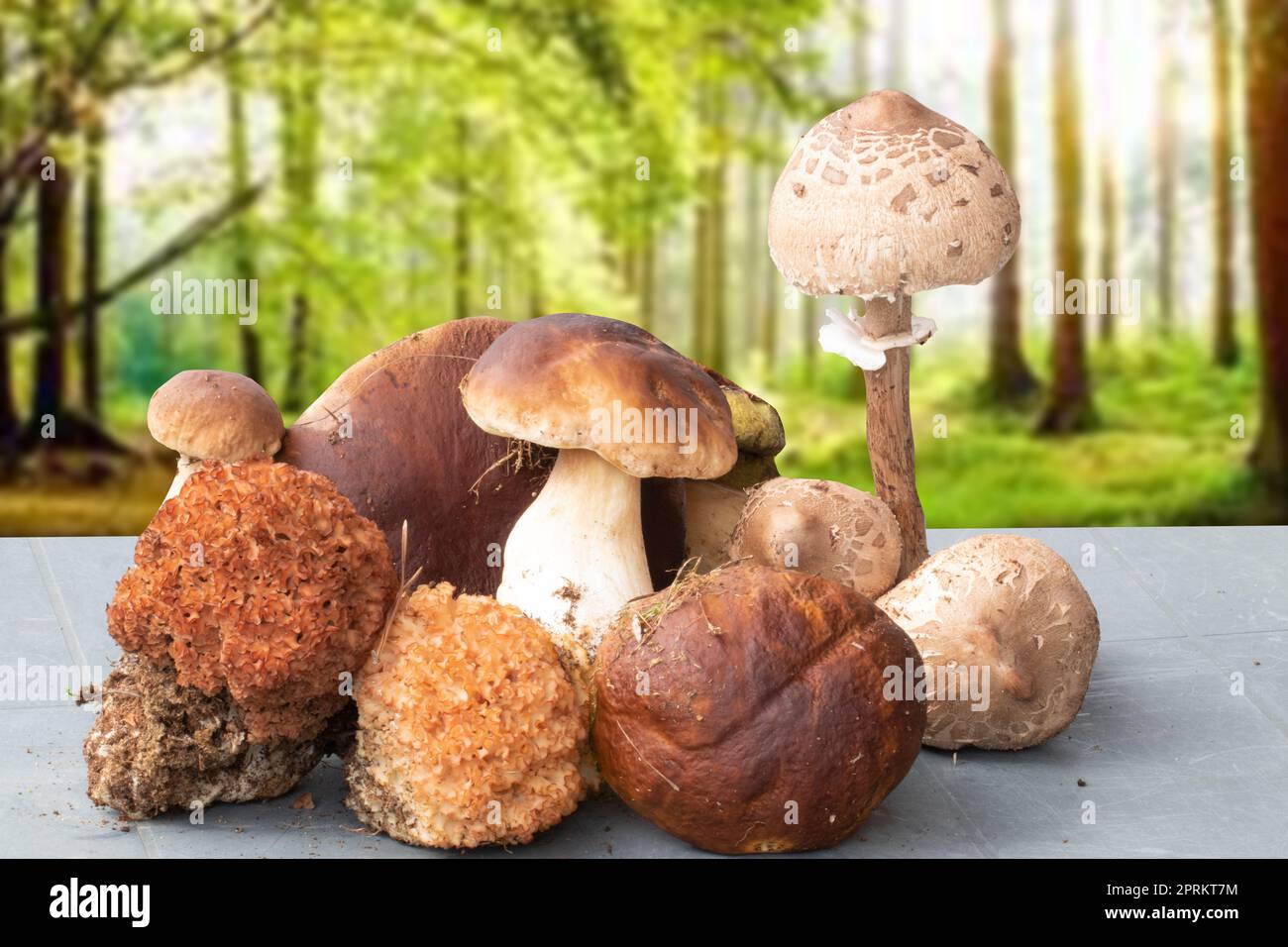 https://c8.alamy.com/comp/2PRKT7M/edible-forest-mushrooms-in-autumn-selective-focus-on-different-types-of-mushrooms-such-as-porcini-chestnuts-and-parasols-on-a-table-over-blurred-for-2PRKT7M.jpg