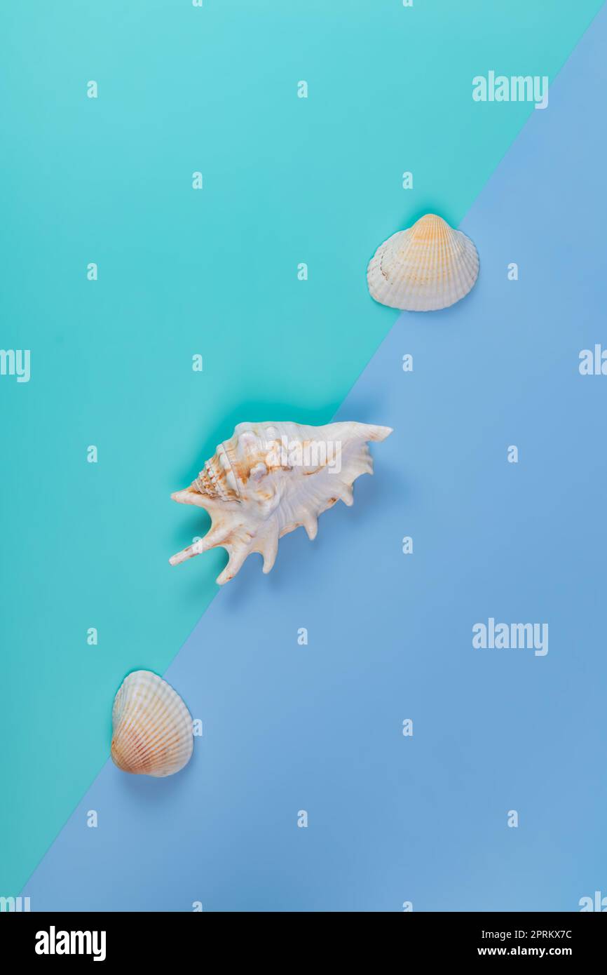 Three decorative seashells on a double blue background. Poster ...