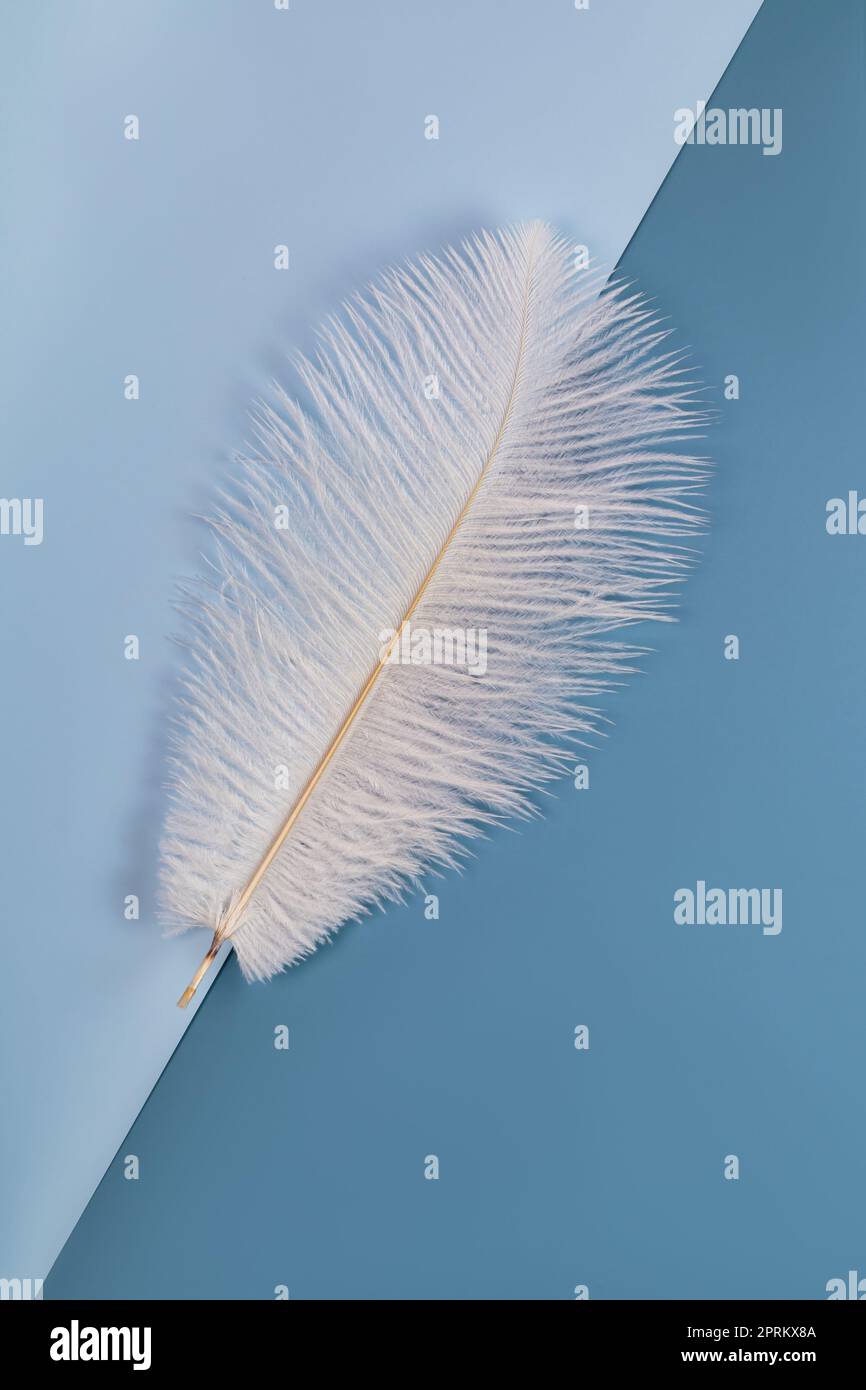 white shoft feather isolated on blue background Stock Photo