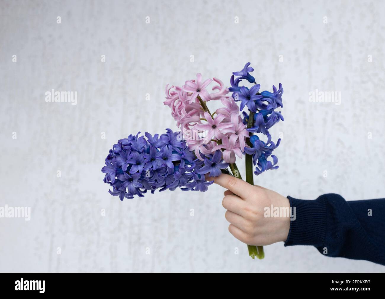 three large beautiful hyacinth flowers in a child's hand on a light background. Mother's Day Stock Photo
