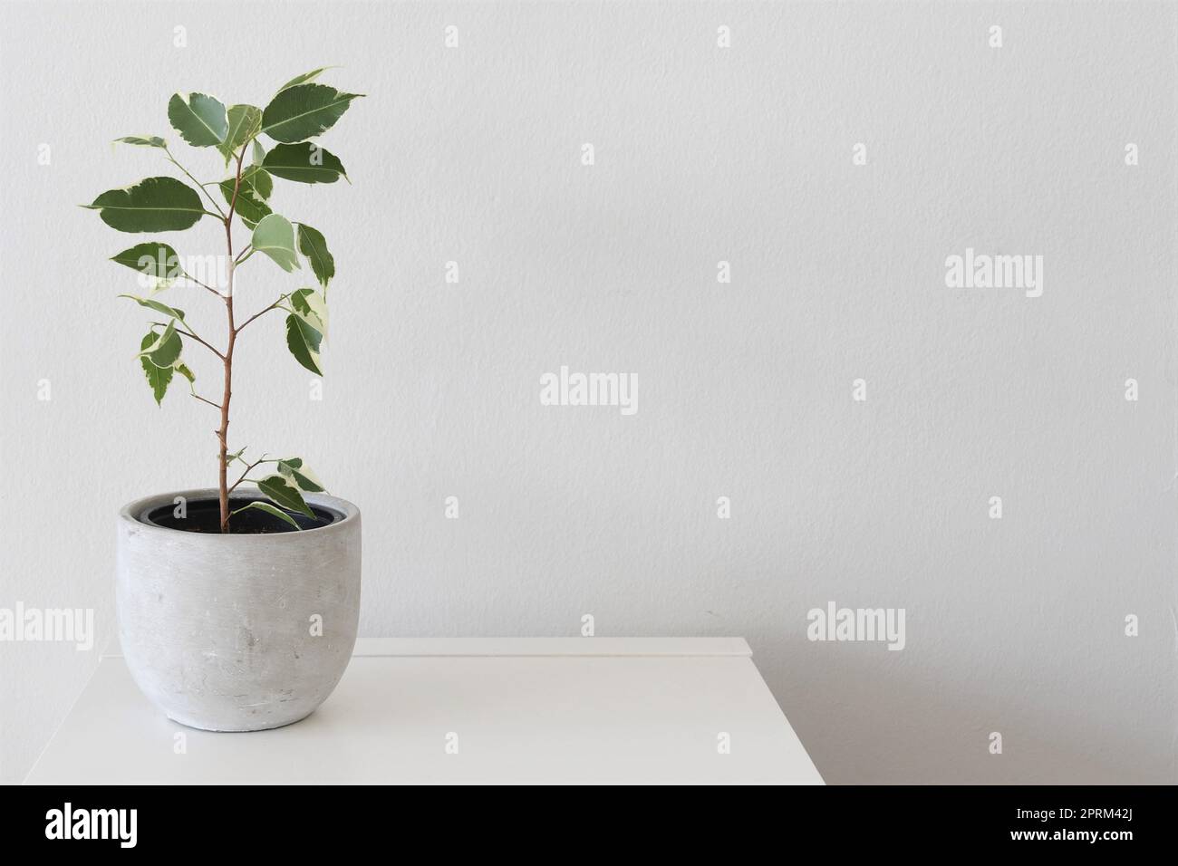 Ficus benjamina variegata, variegated weeping fig, houseplant with white and green leaves, isolated on a white background. Landscape orientation. Stock Photo