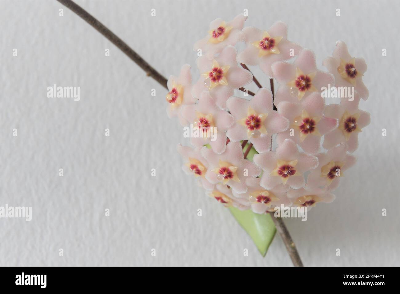 Hoya carnosa flower on vine. The blooms are light pink and star shaped, and nectar drips from the corolla. Isolated on a white background. Stock Photo