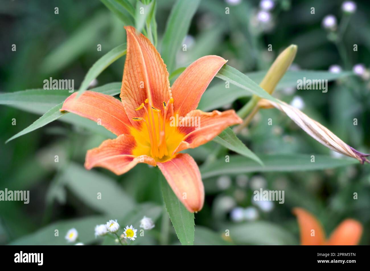 Orange lily flowers with green stems grow in a country house garden. Lilium bulbiferum is a herbaceous European lily with underground bulbs Stock Photo