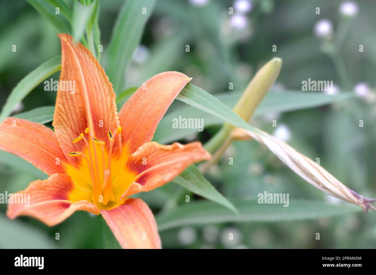Orange lily flowers with green stems grow in a country house garden