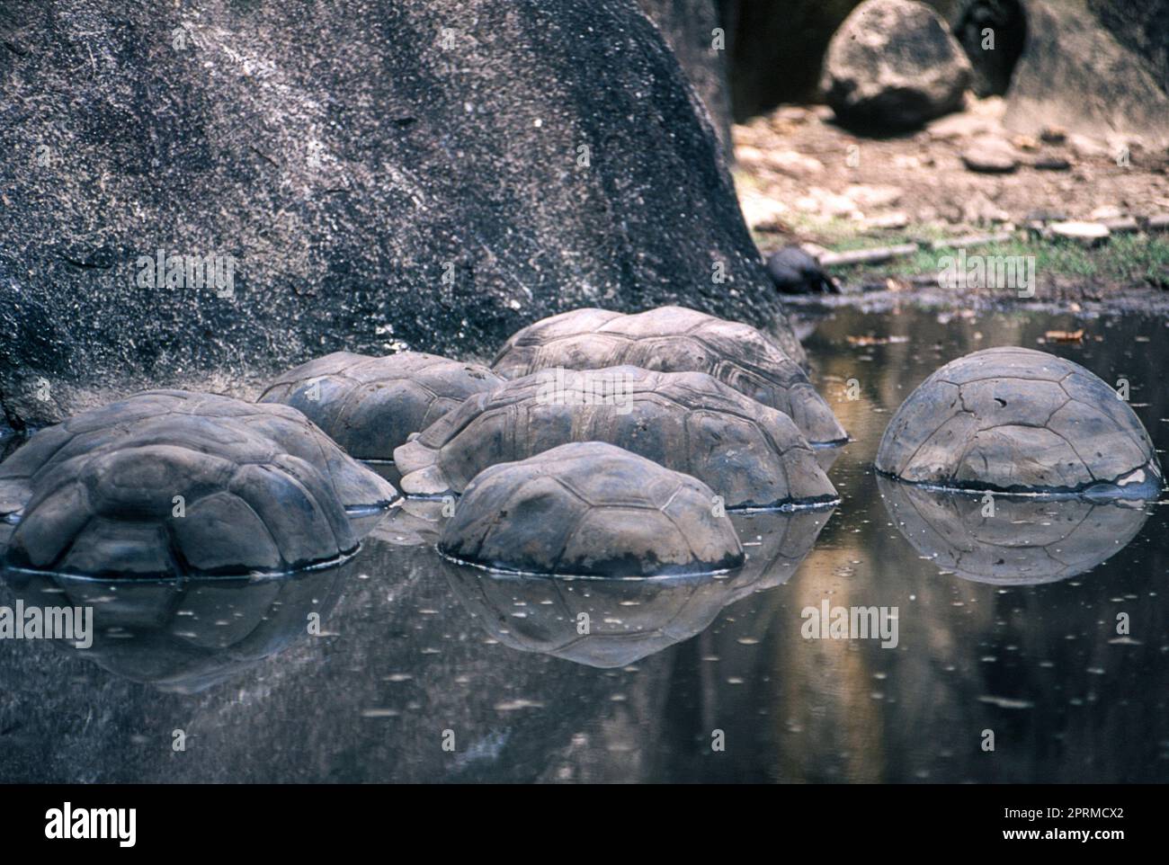 Giant Aldabra Seychelles Tortoise (Aldabrachelys gigantea), Union ...