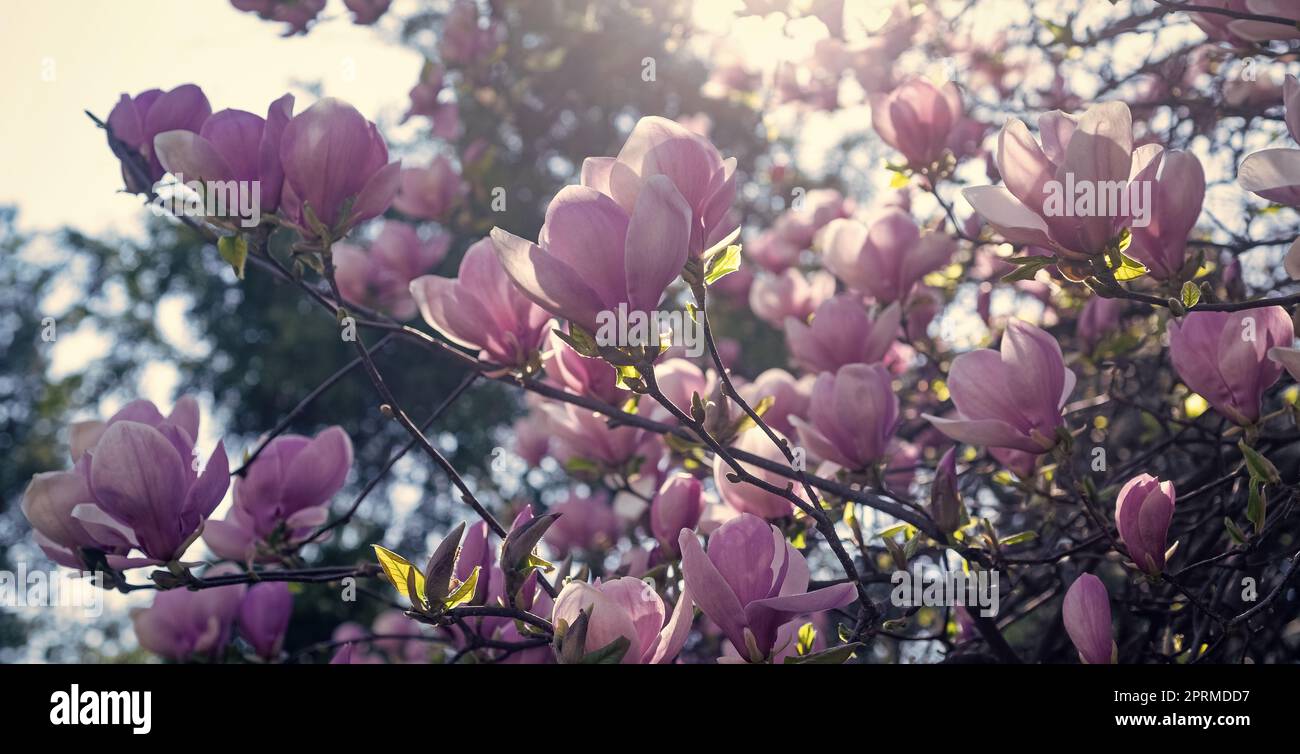 pink flowers of blooming magnolia tree in spring Stock Photo - Alamy