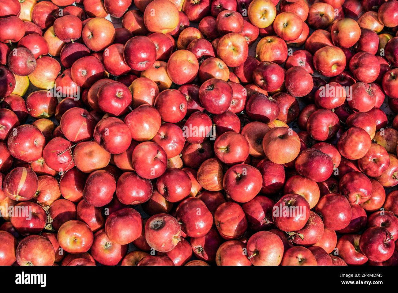 Bunch of red apples, fresh harvest Stock Photo