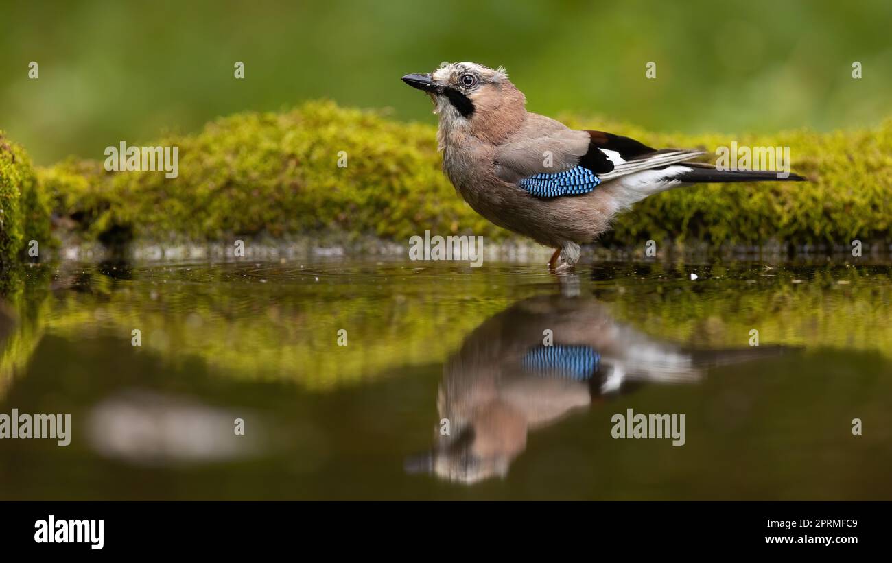 Eurasian jay sitting in shallow water with green moss in backgrund. Stock Photo