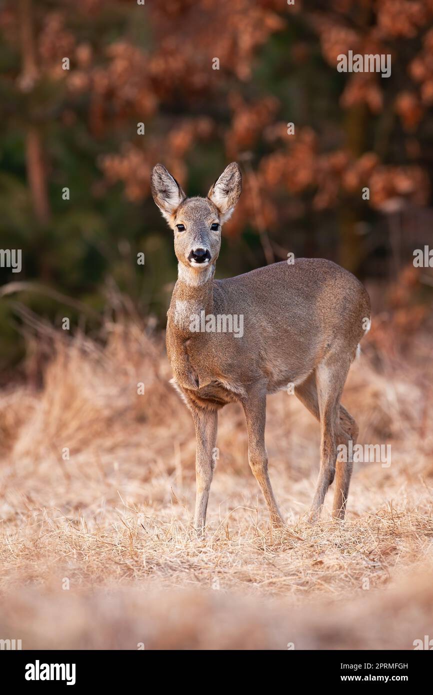 Roe deer female looking to the camera on dry field Stock Photo