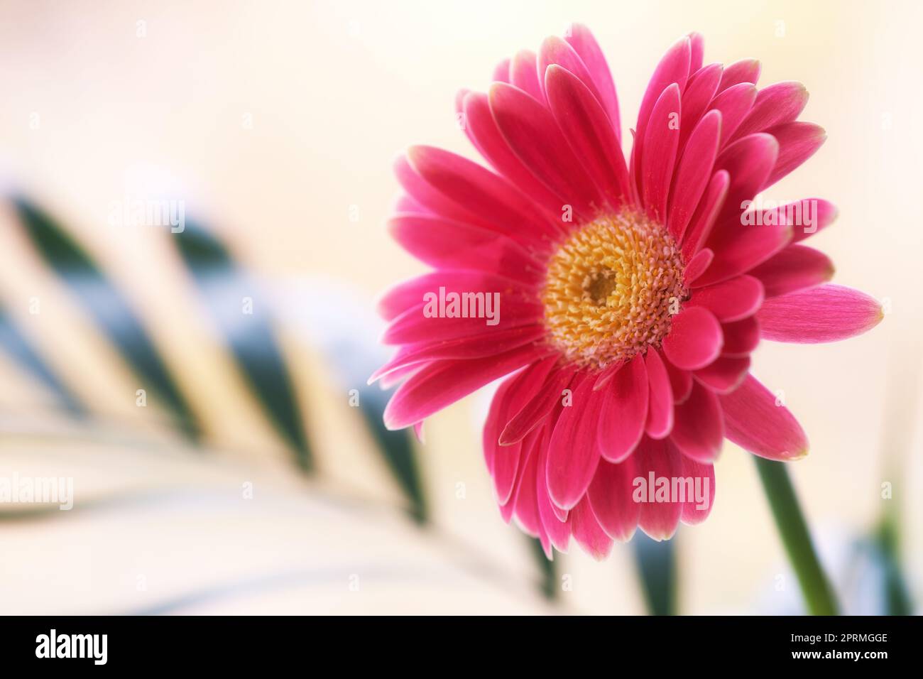 Beautiful gerbera flower. Gerbera is native to tropical regions of South America, Africa and Asia. Stock Photo