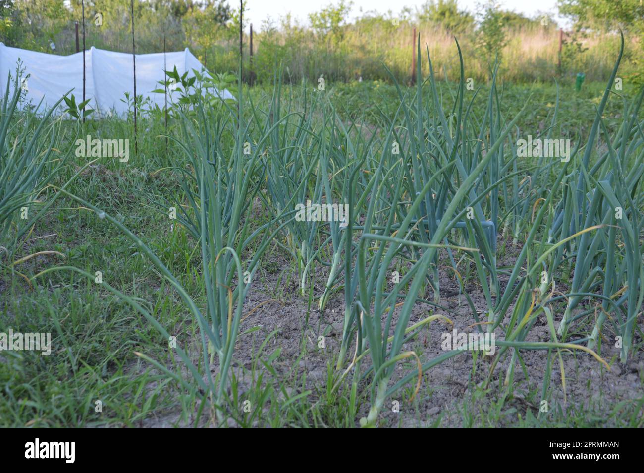 Growing vegetables in the garden in a the village Stock Photo Alamy