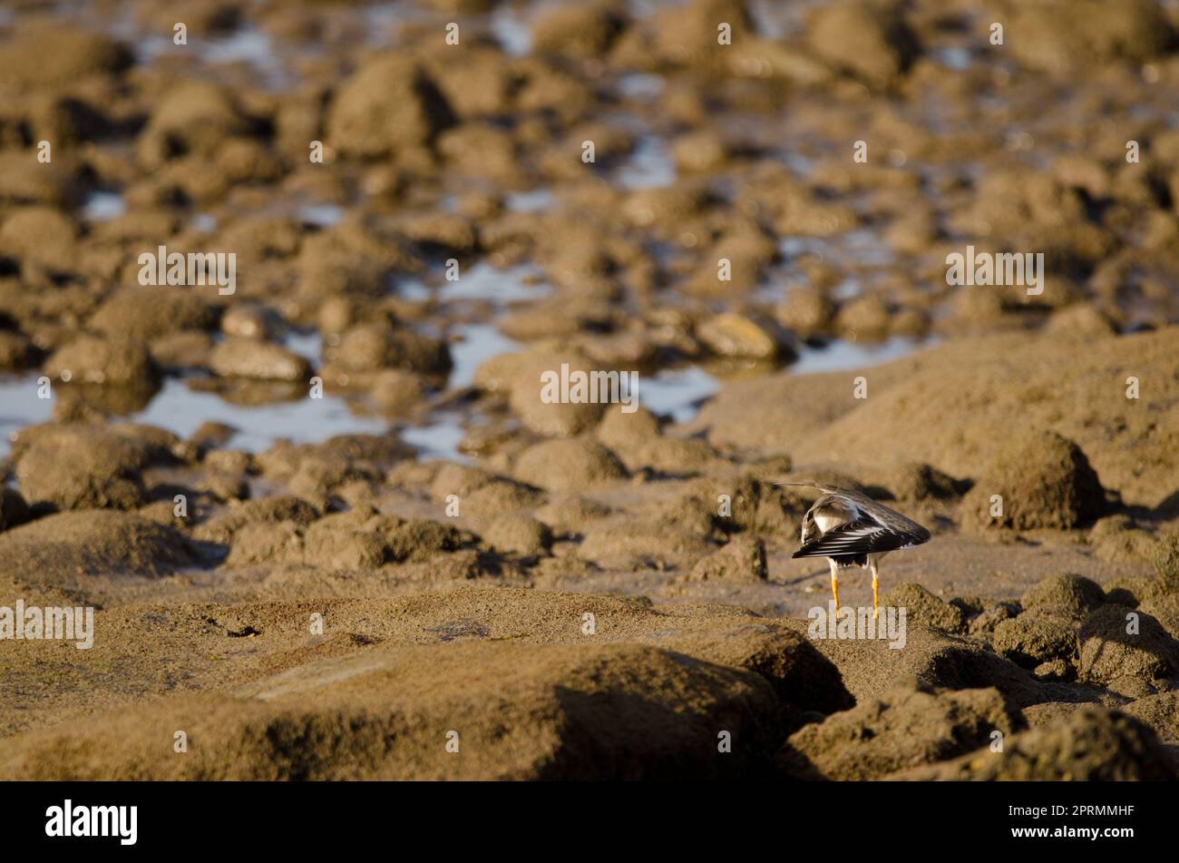 Common ringed plover seen from the back stretching its wing. Stock Photo