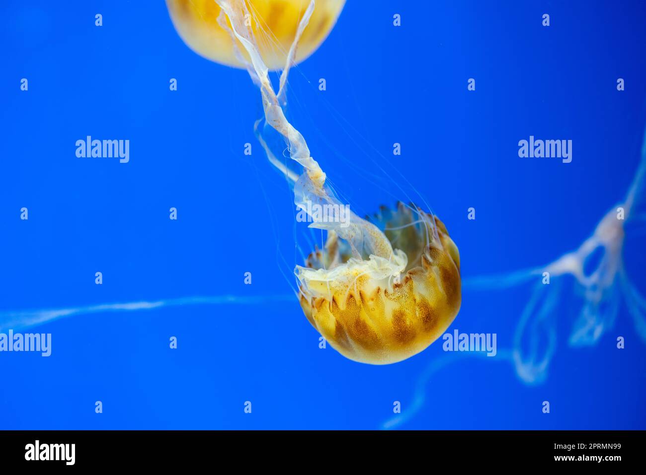 Jellyfish swimming in the water tank Stock Photo - Alamy