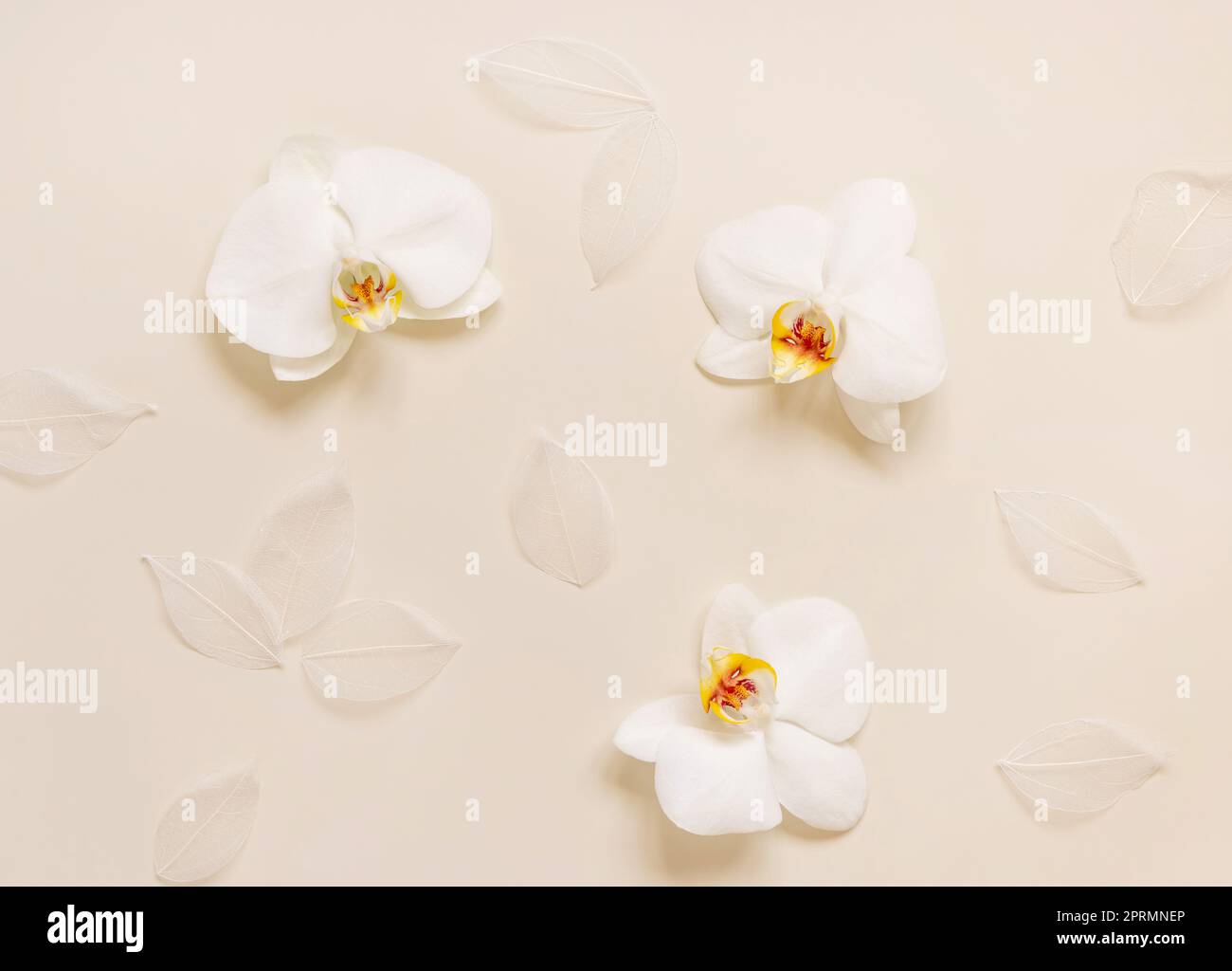 White orchid flowers on light beige top view. Tropical flat lay Stock Photo