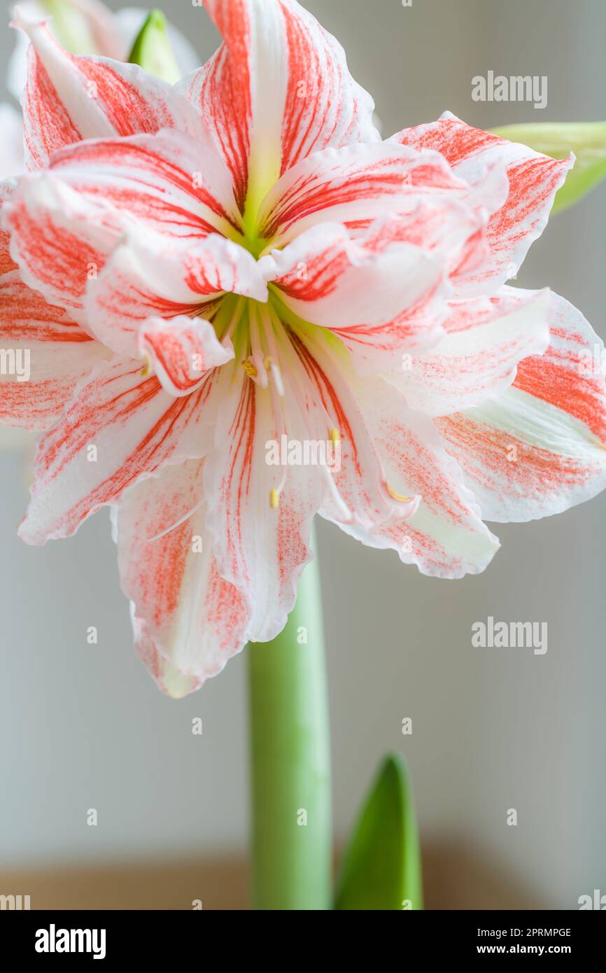 Beautiful red striped Barbados lily Stock Photo