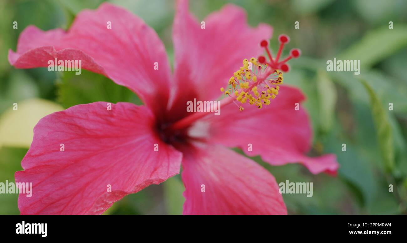 Red hibiscus flower bloom in garden Stock Photo - Alamy