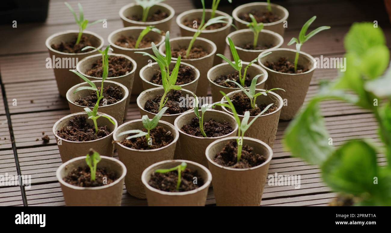 Seeding in paper cup at home balcony Stock Photo - Alamy